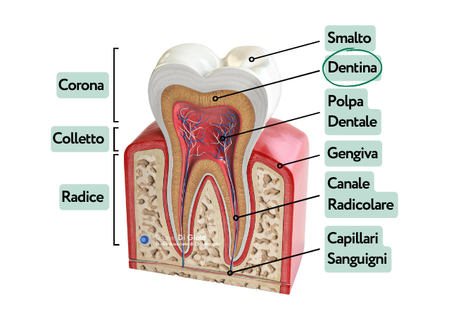 St. Di Gioia - Anatomia Dente (Dentina)
